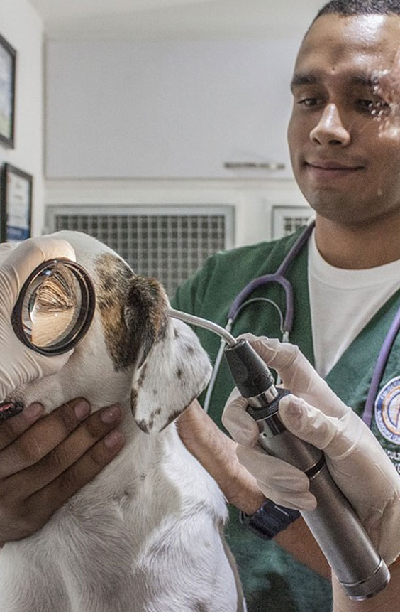 Cigniti’s Test Automation experts partnered with a Veterinary Healthcare provider